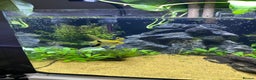 Angelfish fish for sale: 2 Angel fish  - Advert 1