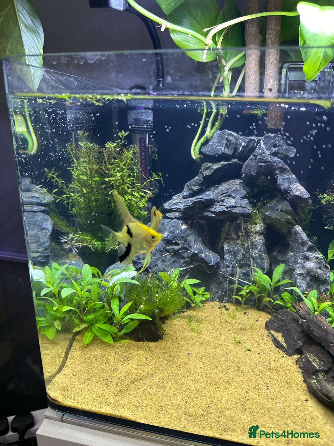 Angelfish fish for sale: 2 Angel fish  - Advert 1