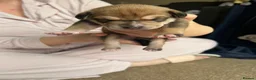 Mixed Breed dogs for sale: Beautiful Staffie cross puppies - Advert 13