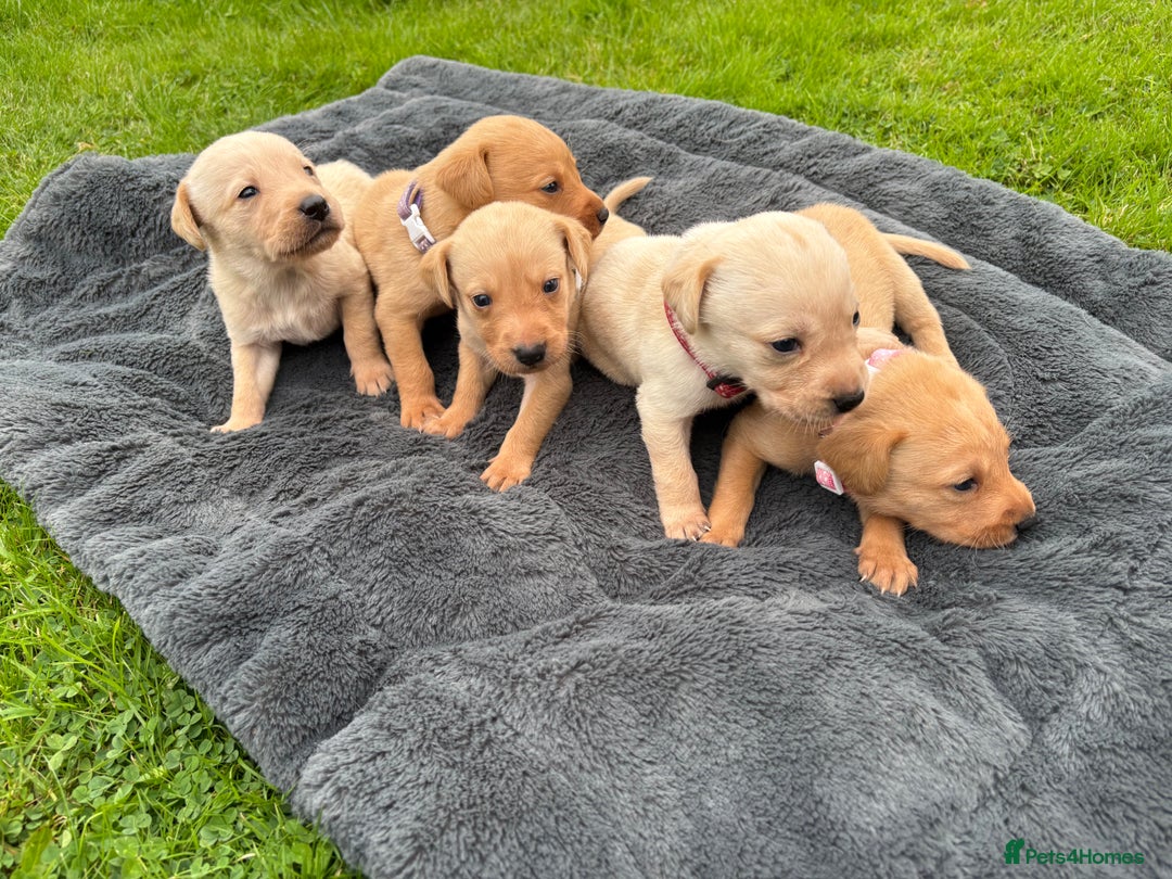 Labrador Retriever dogs for sale: KC Yellow Labradors - Image 12