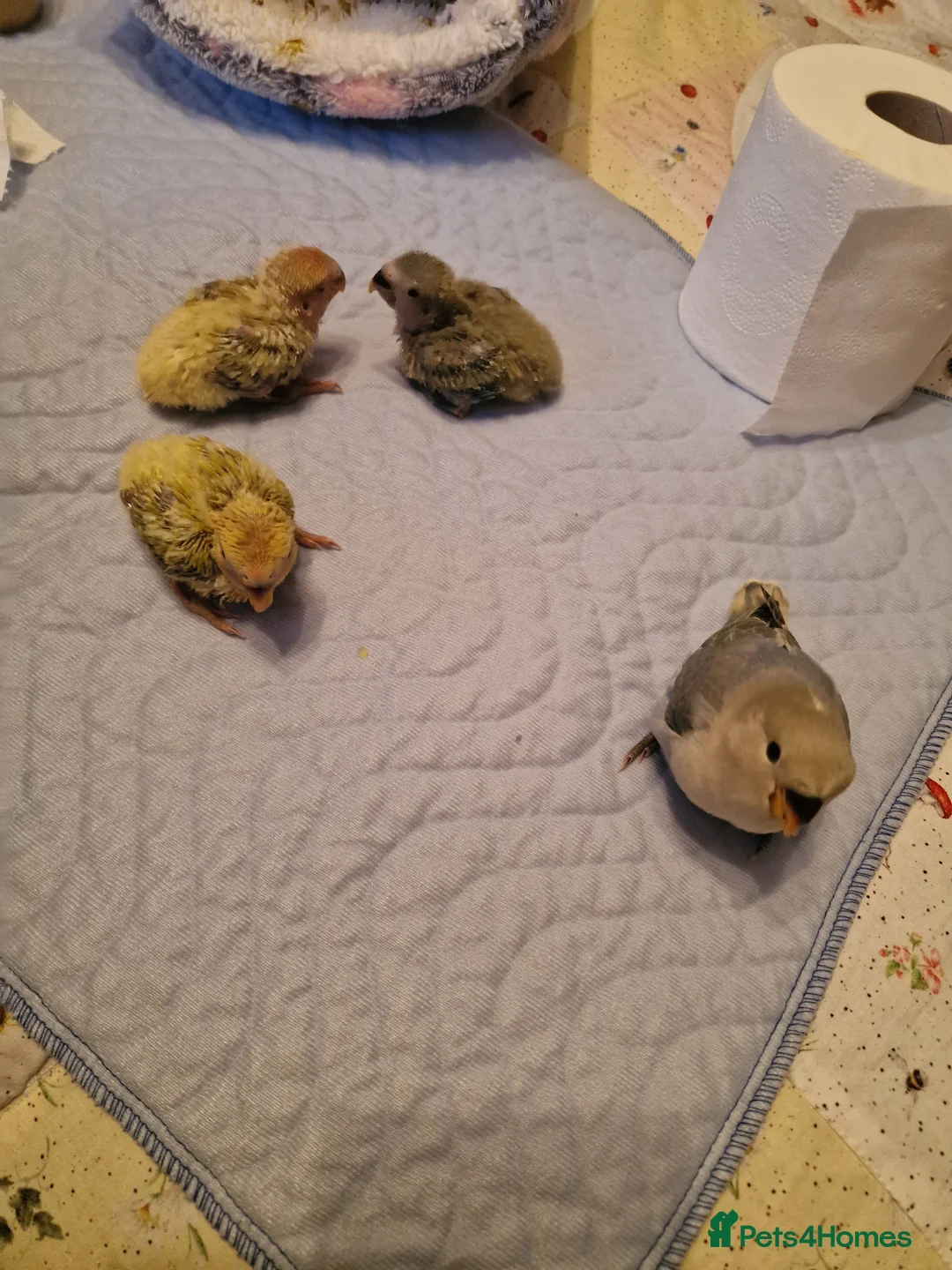 Lovebirds birds for sale: Hand Reared Peach Faced Lovebird Babies - Advert 18