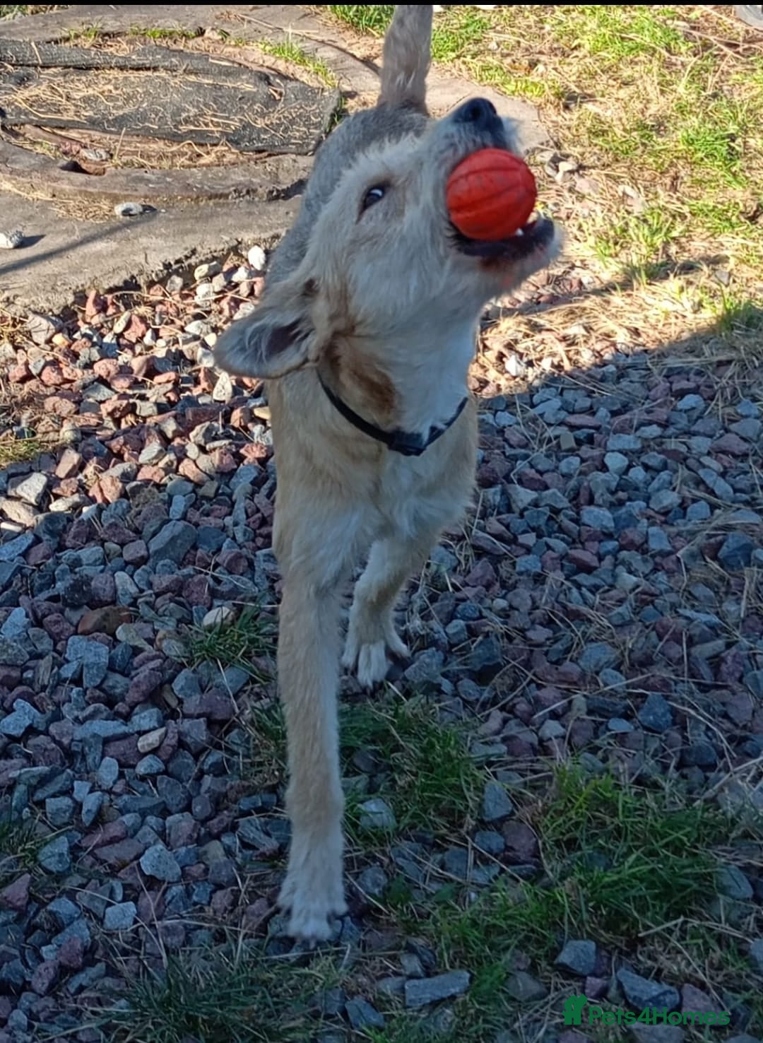 Mixed Breed dogs for adoption: 💖🐶 LUCHIA 🐶💖 - Advert 15