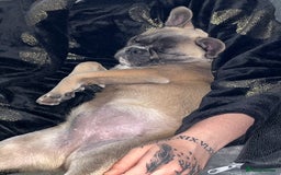 French Bulldog dogs for sale: French bulldog  - Image 26