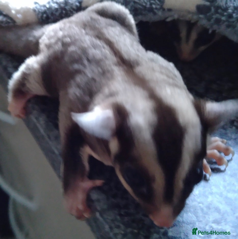 Sugar Glider rodents 2 baby sugar gliders with cage & toys  - Advert 2