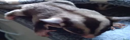 Sugar Glider rodents for sale: 2 baby sugar gliders with cage & toys  - Advert 2