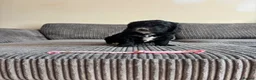 Goldendoodle dogs for sale: Superb Fully Health Tested Rare Goldendoodle Pups in Basingstoke - Advert 14