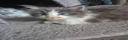 Maine Coon cats for sale: Tica Registered Kittens - Advert 4