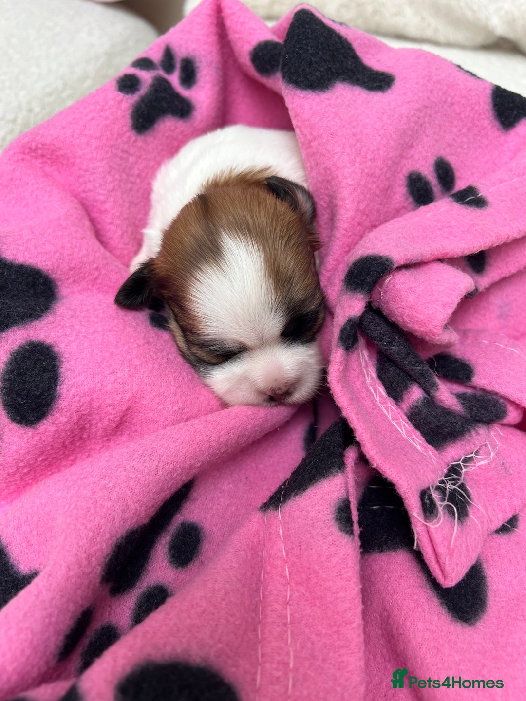 Lhasa Apso dogs for sale: Beautiful Lhasa apso puppies 🐶  - Image 19