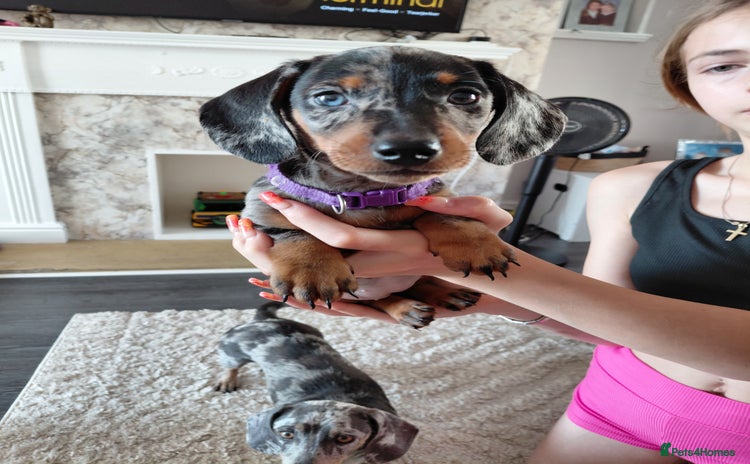 Miniature Dachshund dogs - Advert 5