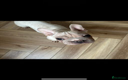 French Bulldog dogs for sale: French bulldogs looking for forever homes - Image 2