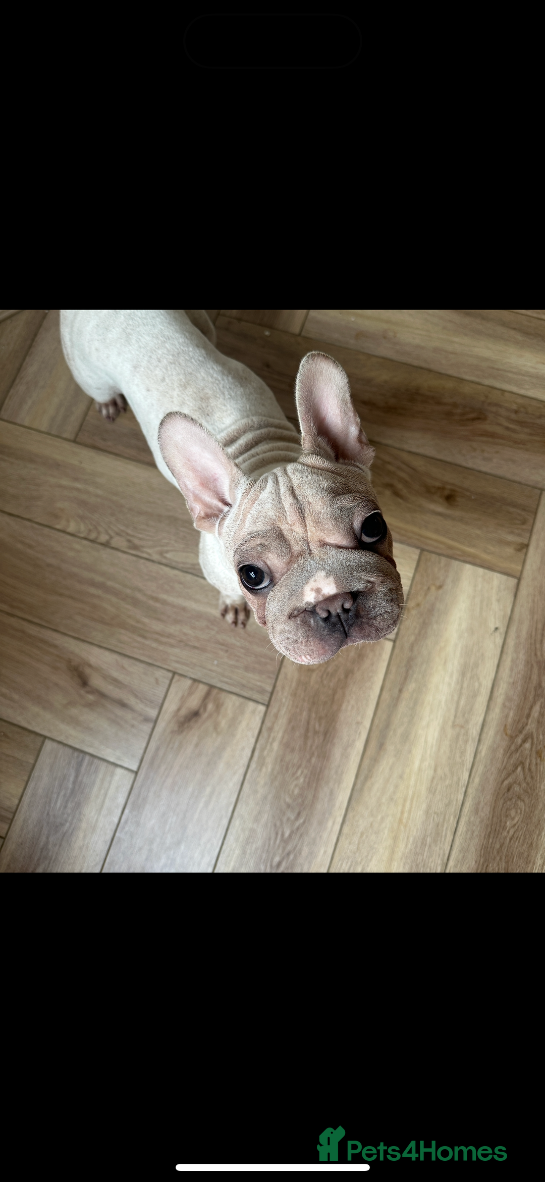 French Bulldog dogs for sale: French bulldogs looking for forever homes - Image 2