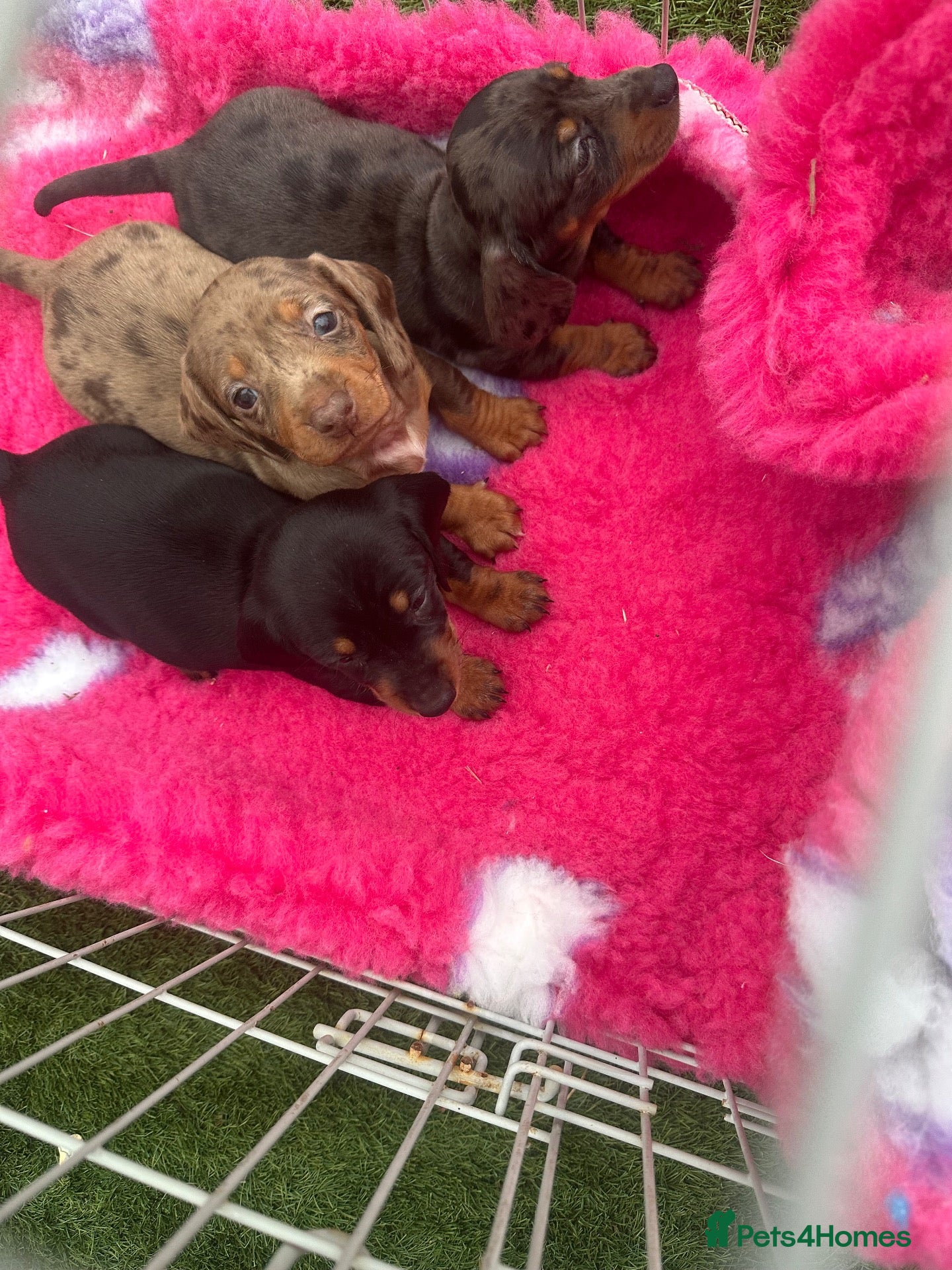 Dachshund dogs Beautiful dachshund puppies unusual colours  - Advert 10