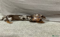 Miniature Dachshund dogs for sale: Stunning pure miniature dachshunds - Image 13