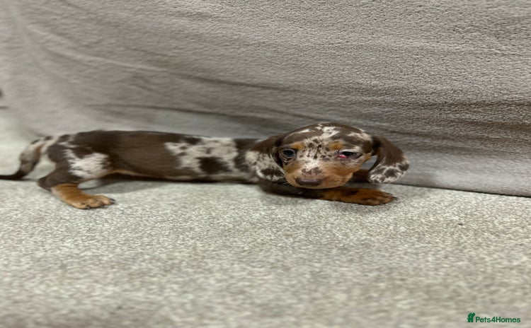 Miniature Dachshund dogs - Advert 10