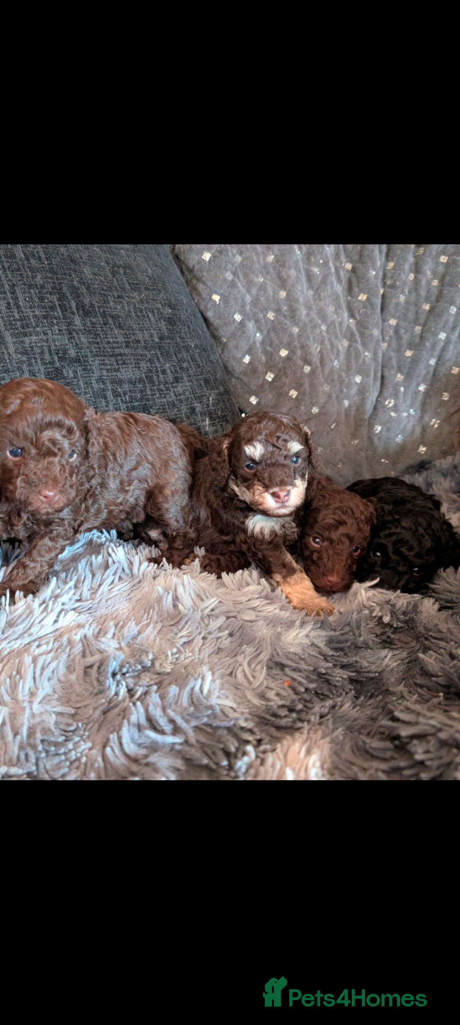Labradoodle dogs 🐾Stunning adorable F1BB Mini Labradoodle Pups🐾  - Advert 1