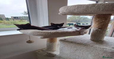 Mixed Breed cats - Advert 16