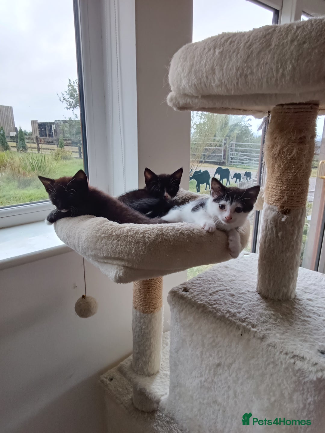 Mixed Breed cats for sale: Pet kittens (Sold) - Image 2