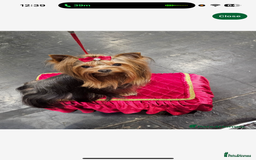 Yorkshire Terrier dogs for sale: Mini Yorkshire terrier puppies  - Image 10