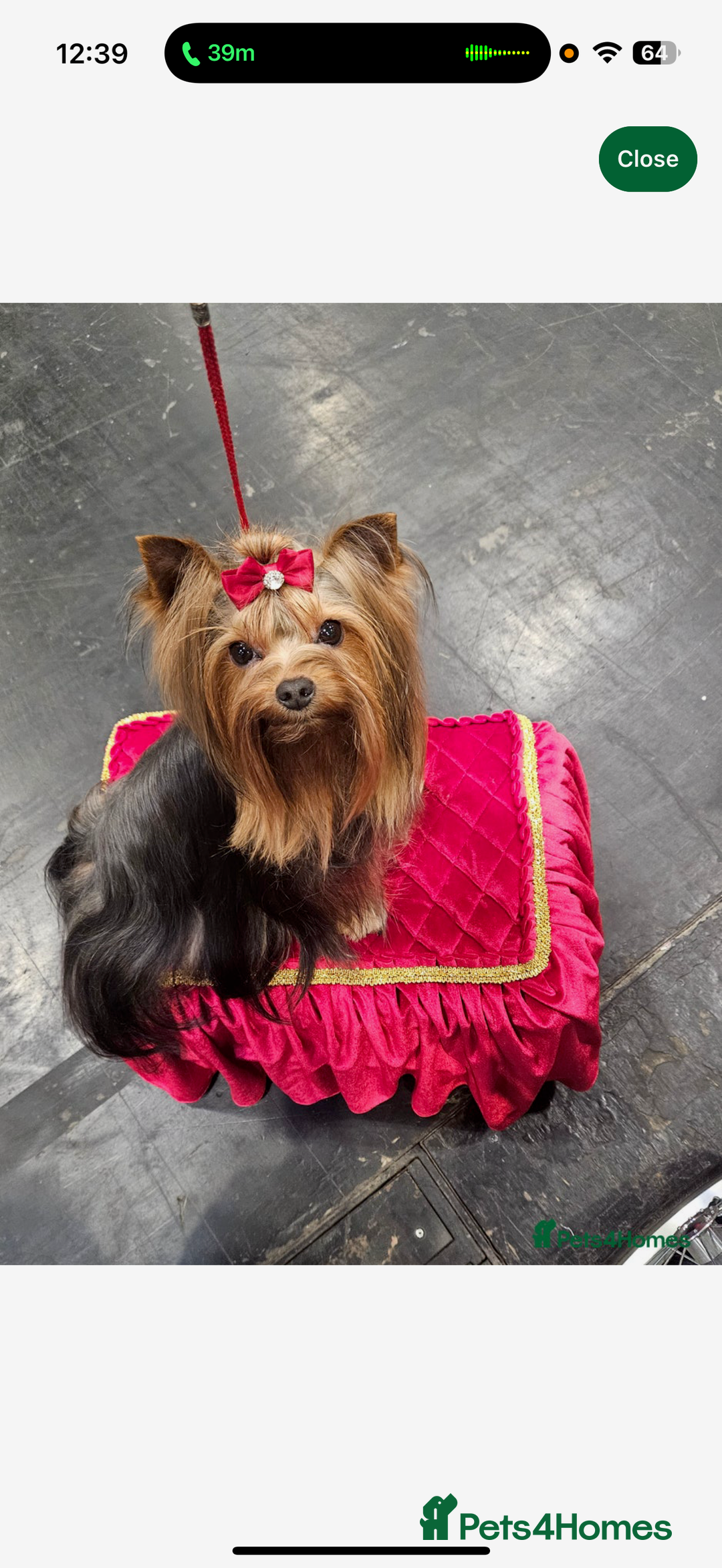 Yorkshire Terrier dogs for sale: Mini Yorkshire terrier puppies  - Image 10