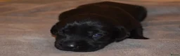 Labrador Retriever dogs for sale: Stunning Working Pedigree Labrador Puppies  in Boston - Advert 11