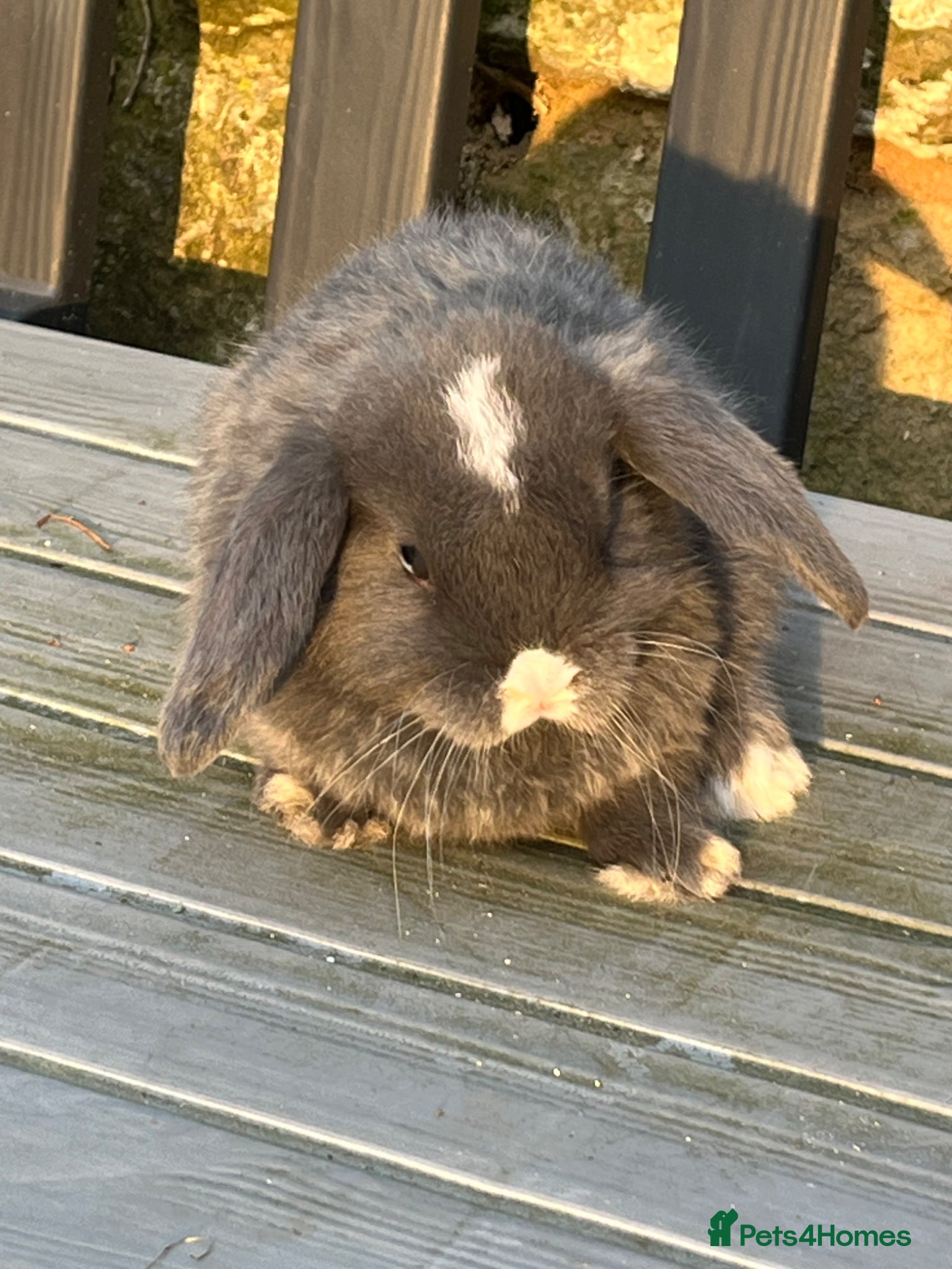 Mini Lop rabbits Gorgeous mini lops stunning colours  - Advert 19