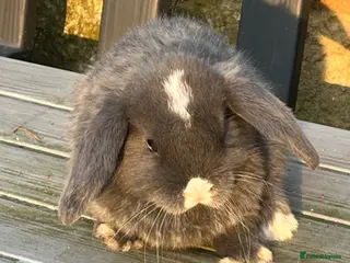 Mini Lop rabbits Gorgeous mini lops stunning colours - Advert 19