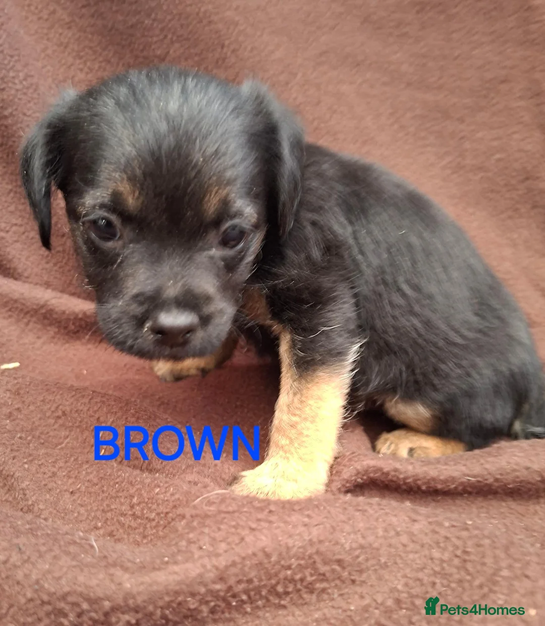 Border Terrier dogs for sale: BORDER TERRIERS SLEM CLEAR  - Advert 2