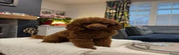 Cockapoo dogs for sale: PREGNANCY CONFIRMED - F1 COCKAPOOS - Advert 2
