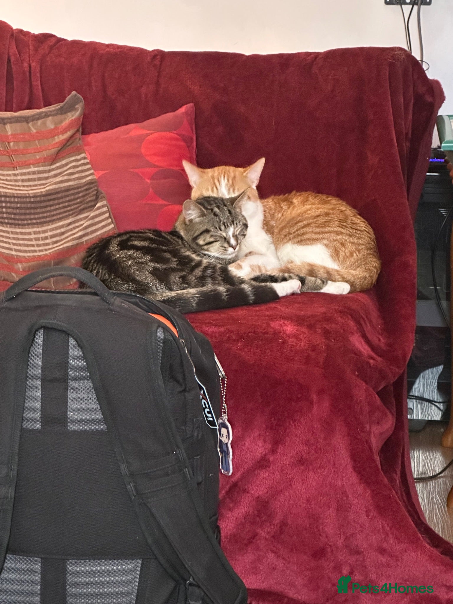 British Shorthair cats Abandoned bonded pair - Advert 8