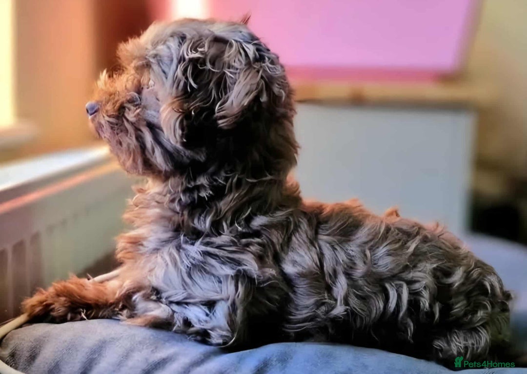 Toy Poodle dogs for sale: Mikipoos  - Image 15