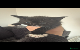 Maine Coon cats for sale: Beautiful Maine Coon Cross Kittens - Image 4