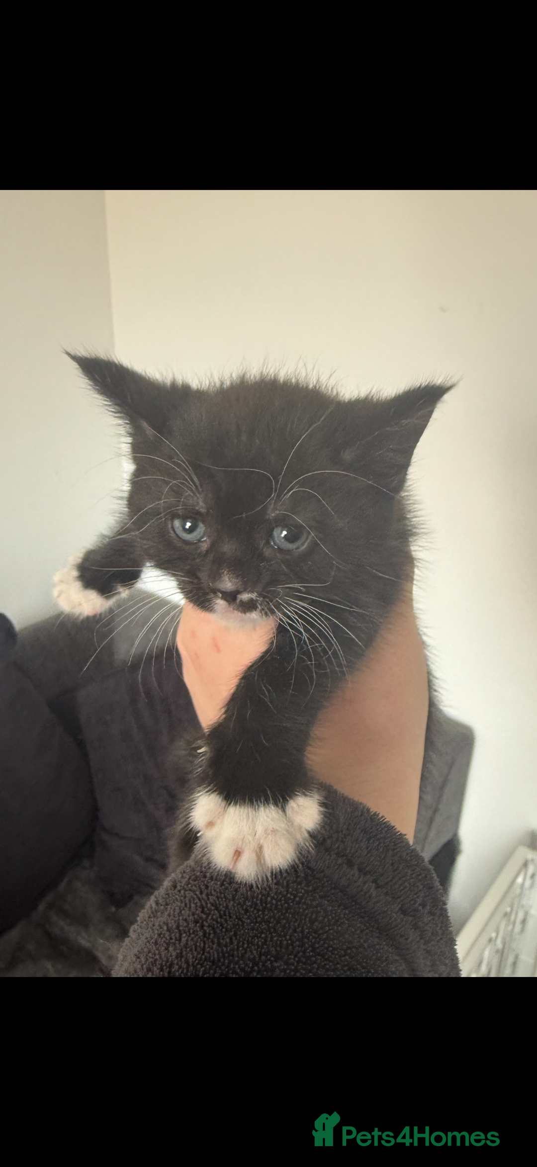 Maine Coon cats for sale: Beautiful Maine Coon Cross Kittens - Image 4
