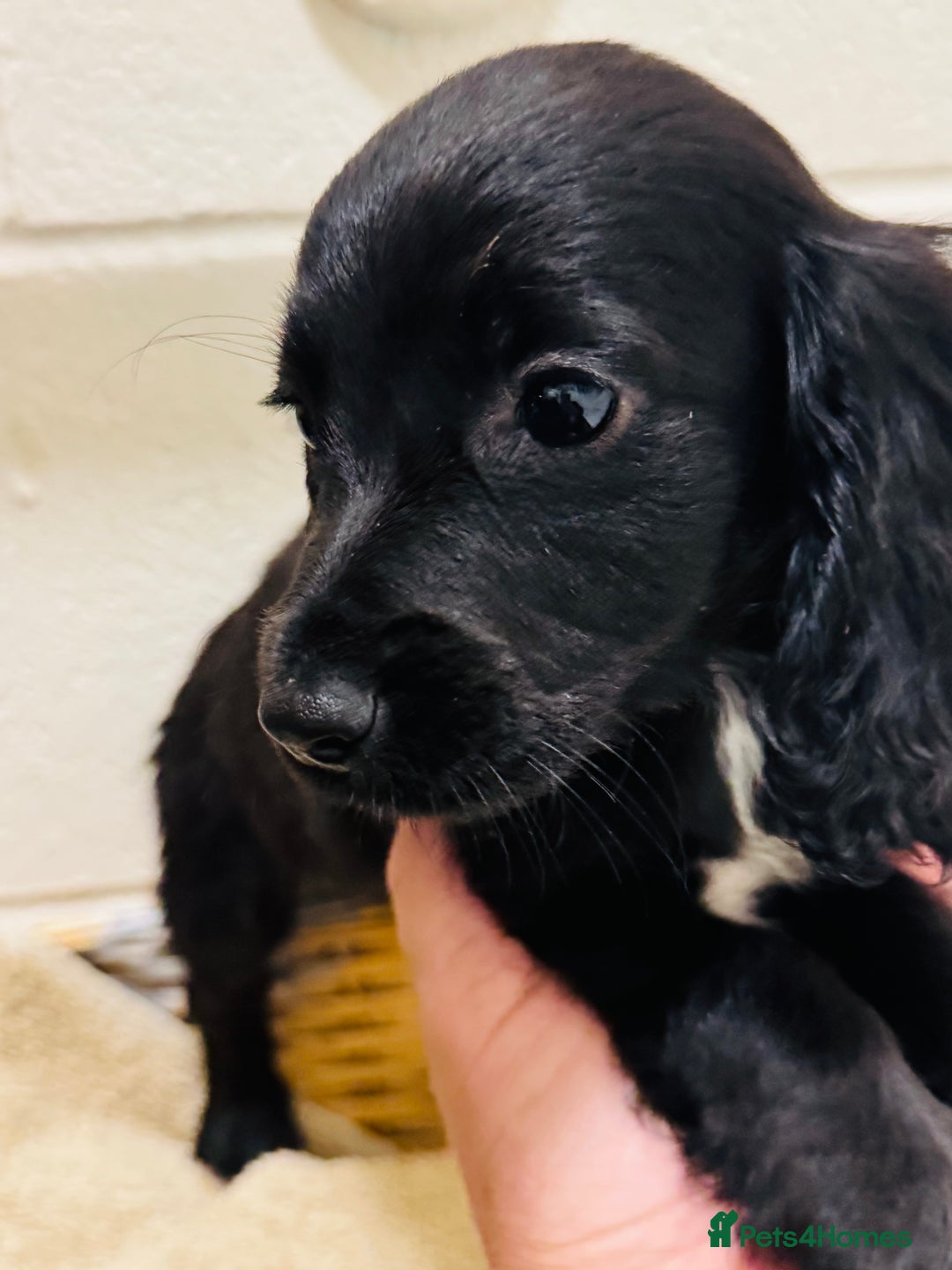 Cocker Spaniel dogs for sale: Beautiful cocker spaniels puppies for sale - Image 1