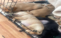 Labrador Retriever dogs for sale: Stunning Labrador puppies ready Wednesday!!! - Image 11