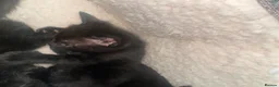 Mixed Breed cats for sale: Kittens for sale  - Advert 5