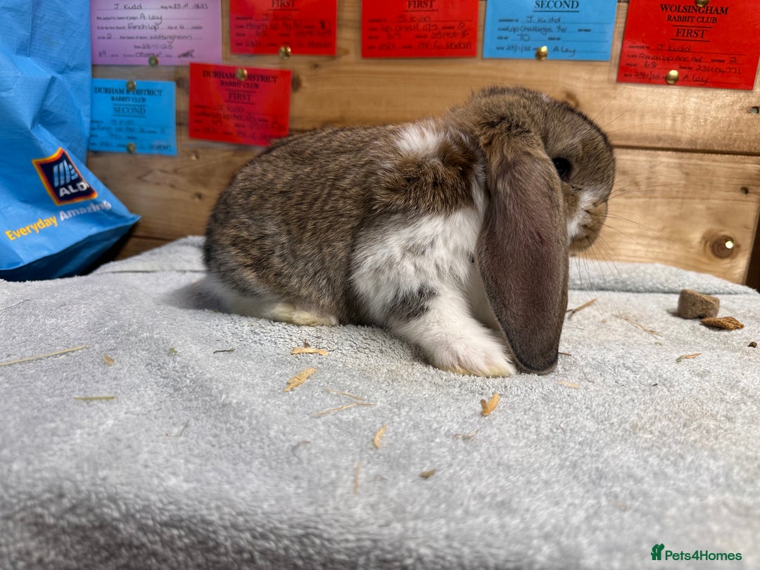 French Lop rabbits for sale: French lops - Advert 9