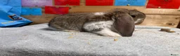 French Lop rabbits for sale: French lops - Advert 9