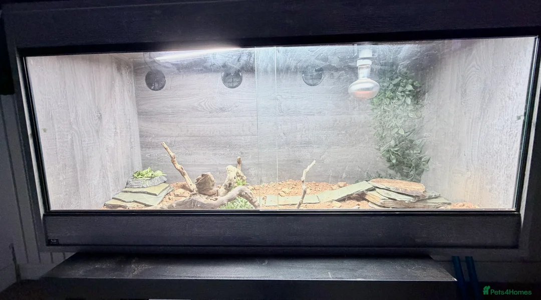 Bearded Dragon reptiles for sale: Bearded dragon  - Advert 5