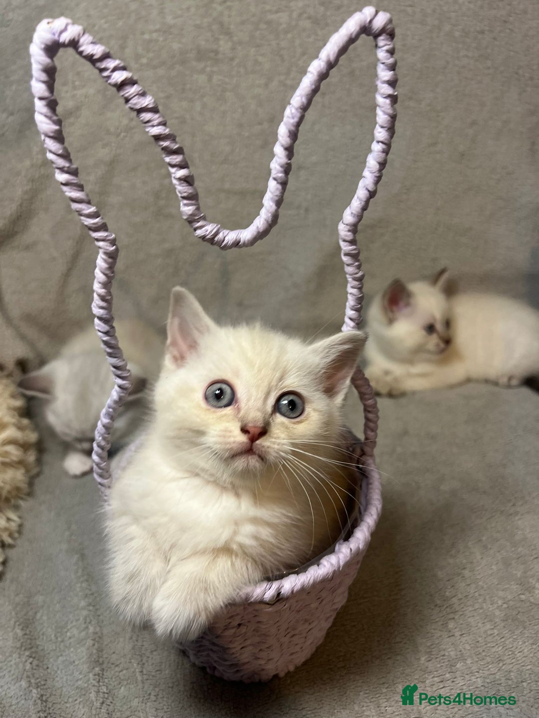 Mixed Breed cats for sale: 6 cute blue-eyed Ragdoll and BSH mix kittens  - Advert 23