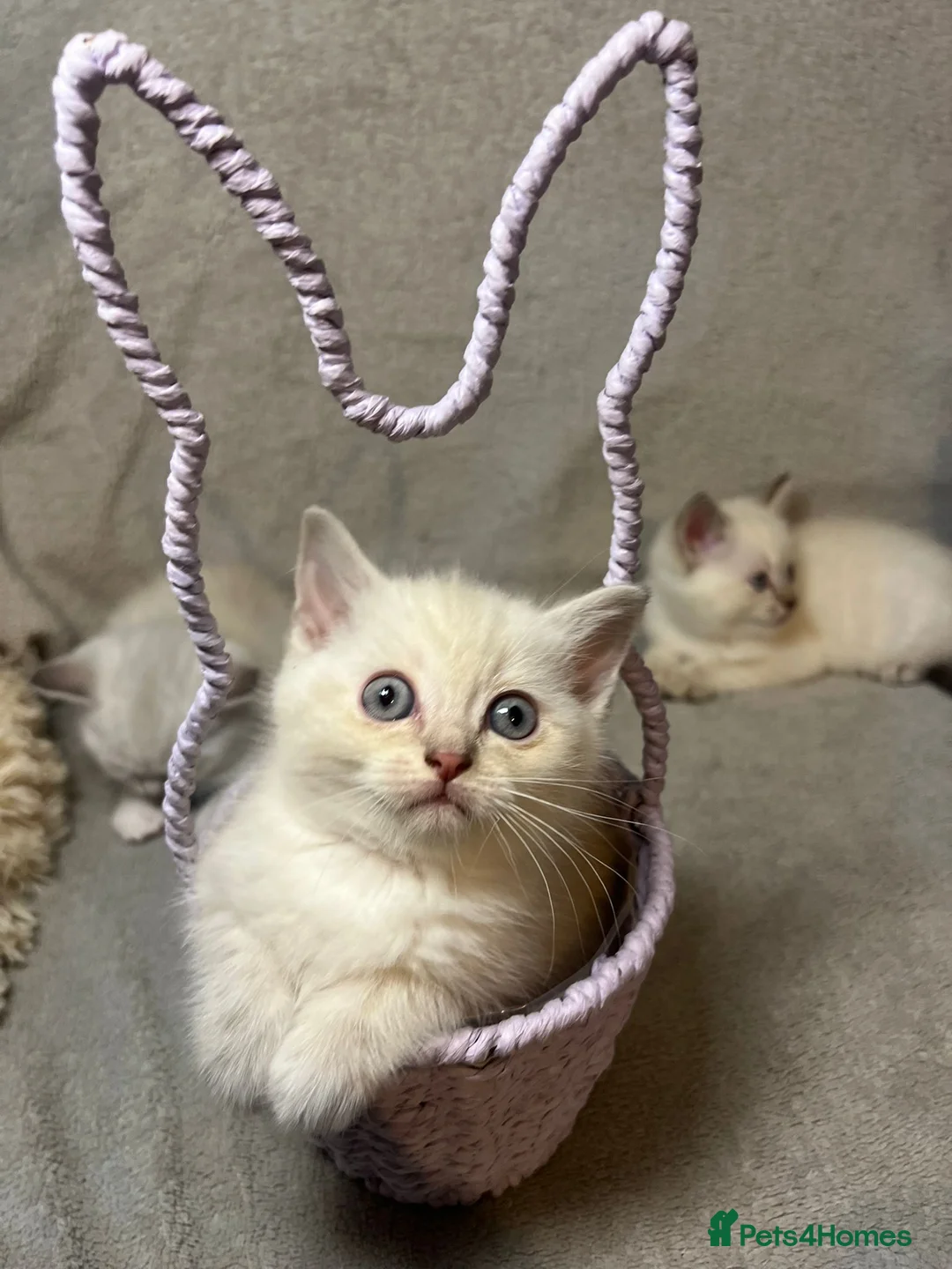 Mixed Breed cats for sale: 6 cute blue-eyed Ragdoll and BSH mix kittens  - Advert 23