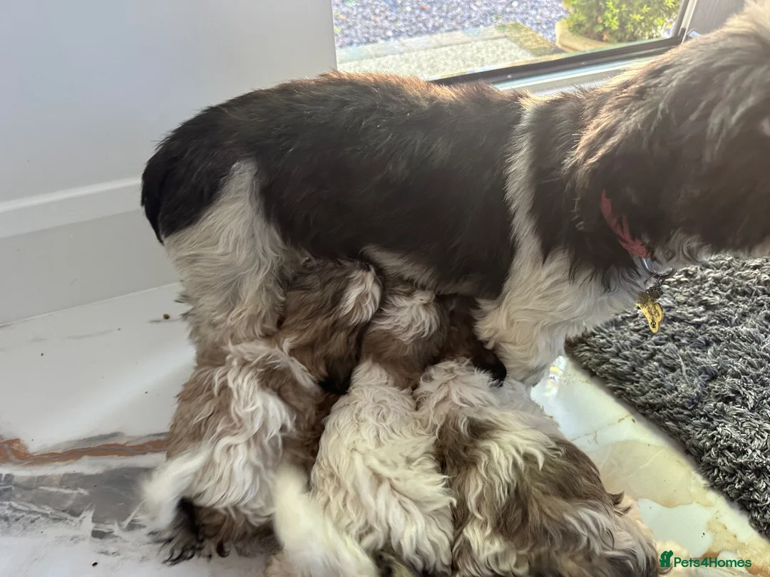 Zuchon dogs for sale: Shih Tzu x  bichon f1 Zuchon puppy - Advert 2