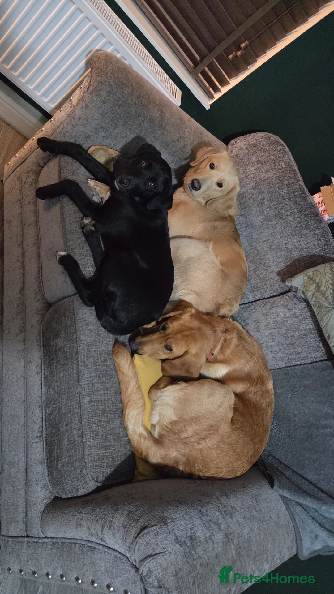 Mixed Breed dogs for sale: 3 dogs - Advert 1