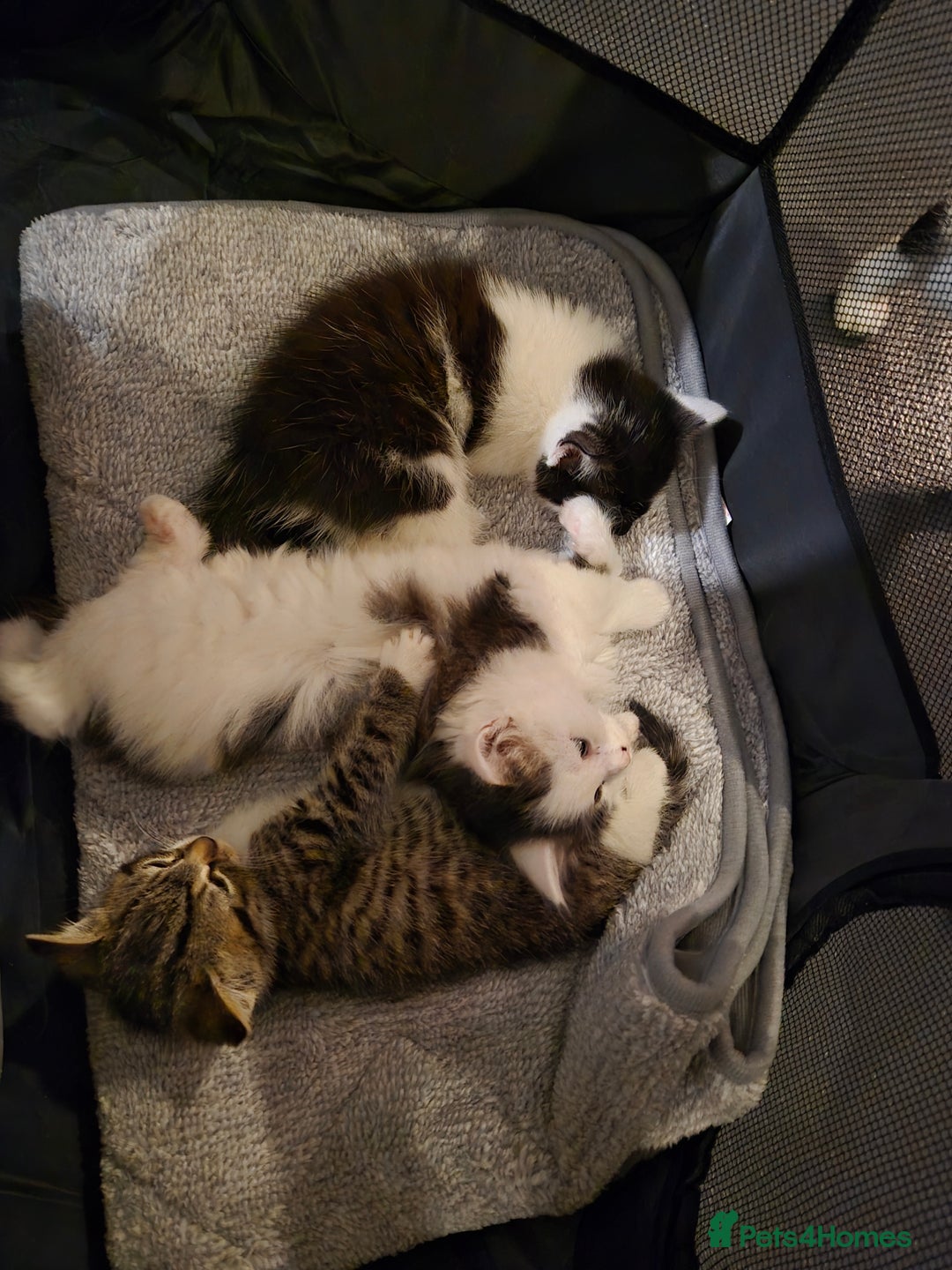 Mixed Breed cats for sale: XxX Gorgeous calico mixedbreed kittens 2 left ♥️  - Advert 16