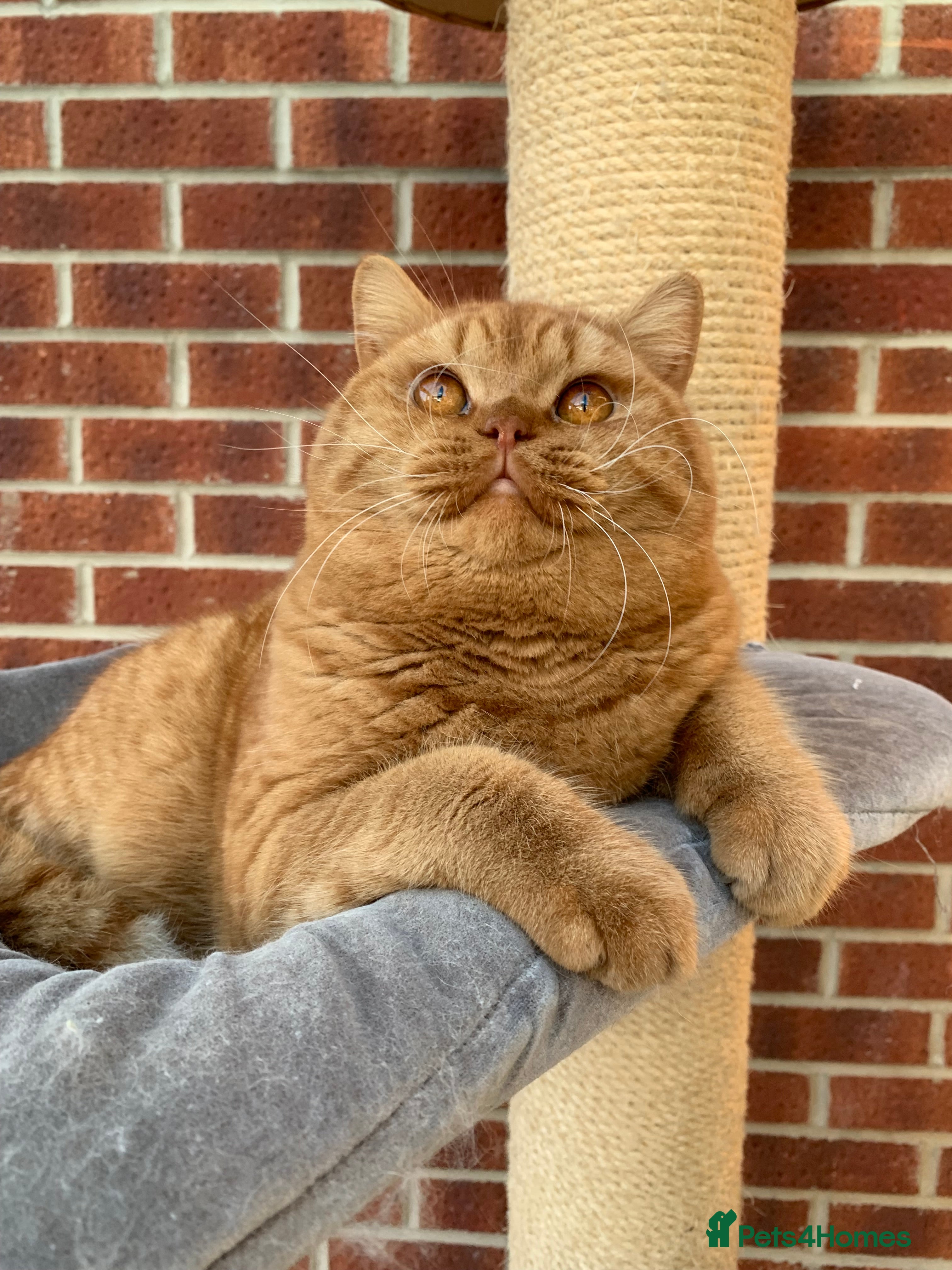 British Shorthair cats 🐾Gccf Champion Red Boy for stud only🐾 - Advert 2
