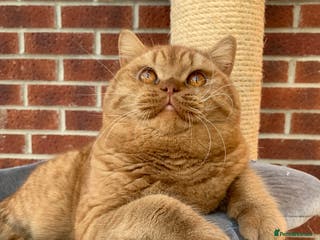 British Shorthair cats 🐾Gccf Champion Red Boy for stud only🐾 - Advert 19