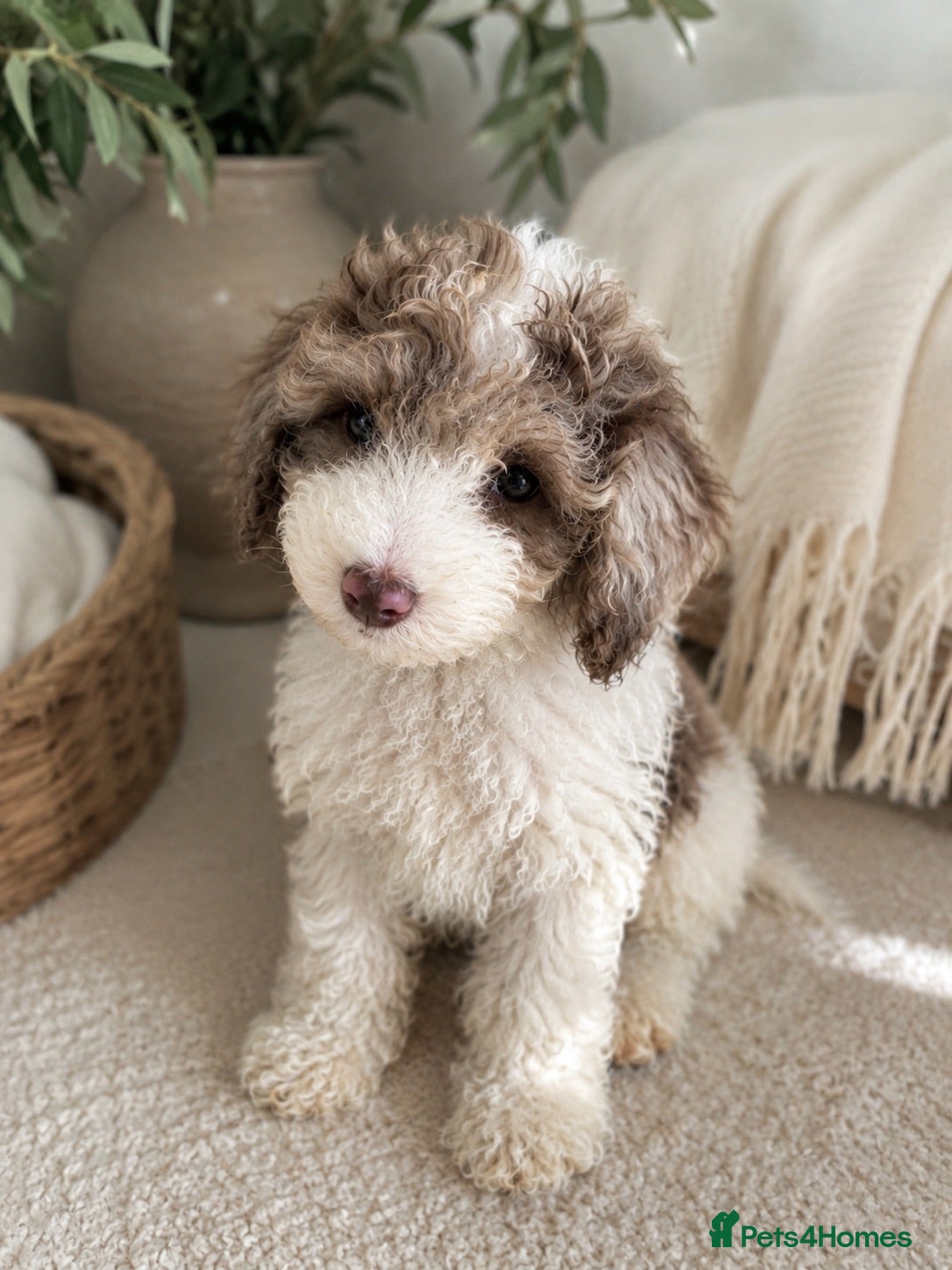 Mixed Breed dogs Luxury Miniature Poodle Puppies Licensed Breeder  - Advert 18