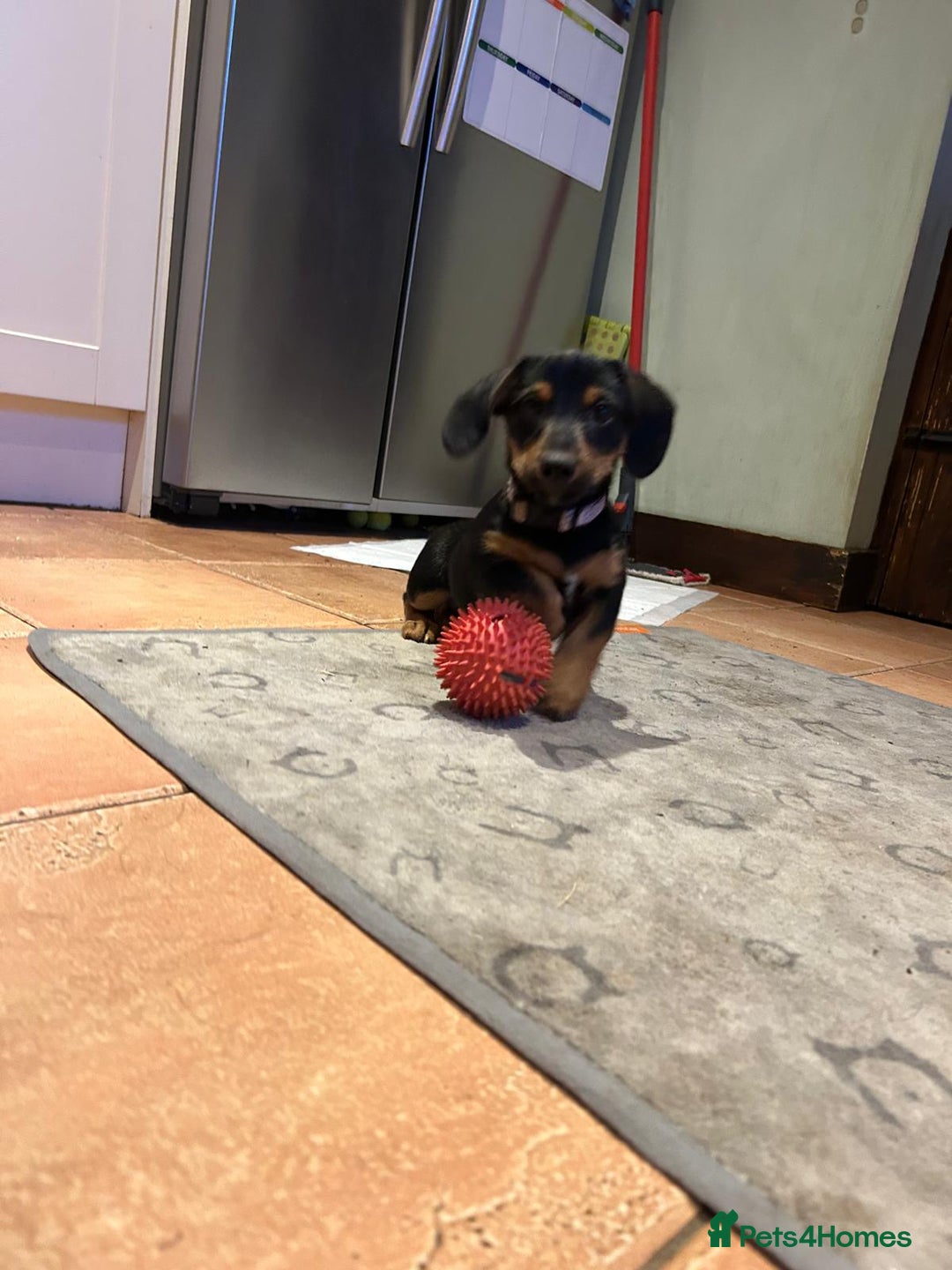 Mixed Breed dogs for sale: Dachshund x Jack russell puppies  - Advert 4