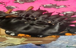 Dobermann dogs for sale: Handsome male - Image 2