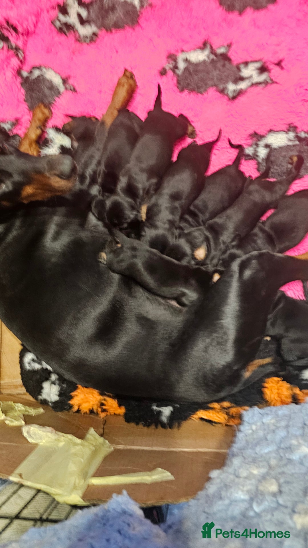 Dobermann dogs for sale: Handsome male - Image 2