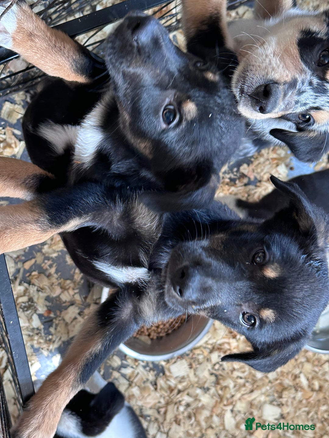 Mixed Breed dogs for sale: Kelpie x Border Collie pups available for new home - Image 10